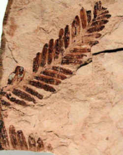 Oregon State Fossil - Metasequoia