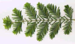 Oregon State Fossil - Metasequoia