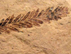 Oregon State Fossil - Metasequoia