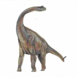 Texas State Dinosaur - Quadrupedal Sauropod 