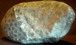 Michigan State Stone - Petoskey Stone