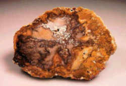 Texas State Stone - Petrified Palmwood