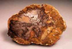 Louisiana Fossil - Petrified Palmwood