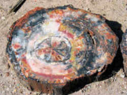 Arizona State Fossil - Petrified Wood