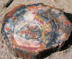 Mississippi Fossil - Petrified Wood