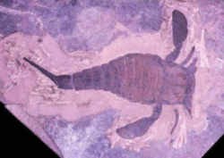 New York State Fossil - Sea Scorpion