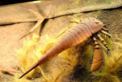 New York State Fossil: Sea Scorpion (Eurypterus remipes)