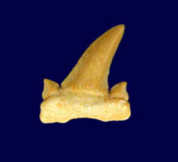 Georgia State Fossil: Cretaceous - Miocene, Shark Tooth