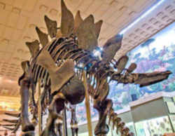 Colorado Fossil - Plated Dinosaur