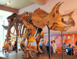 South Dakota State Fossil - Triceratops