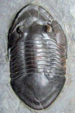 Ohio Invertebrate State Fossil - Trilobite