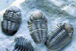 Pennsylvania Fossil - Trilobite
