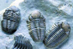 Pennsylvania State Fossil: Trilobite (Phacops rana)