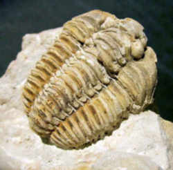 Wisconsin Fossil - Trilobite