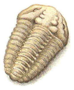 Wisconsin Fossil - Trilobite