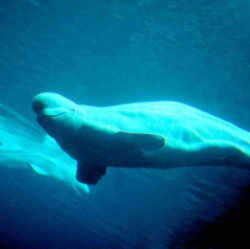 Vermont Fossil - White Whale