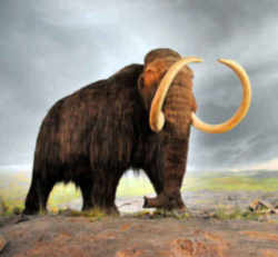 Alaska Fossil - Woolly Mammoth 