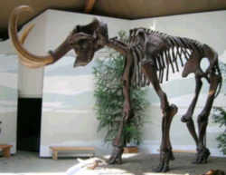 Alaska Fossil - Woolly Mammoth 