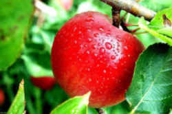 Apple: New York State Fruit