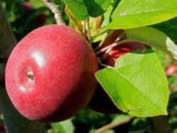 Apple: Vermont State Fruit