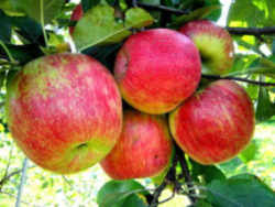 Apple: Vermont State Fruit
