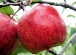 Apple: Washington State Fruit