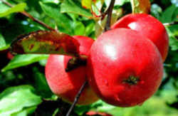 Apple: Washington State Fruit