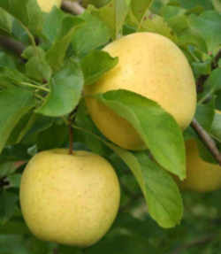 Golden Delicious Apple: West Virginia State Fruit