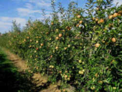 Golden Delicious Apple: West Virginia State Fruit