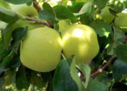 Golden Delicious Apple: West Virginia State Fruit