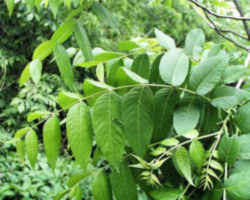 Missouri State Nut: Black Walnut