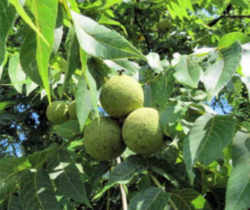Missouri State Nut: Black Walnut