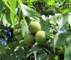Missouri State Nut: Black Walnut