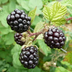 Blackberry - Alabama State Fruit