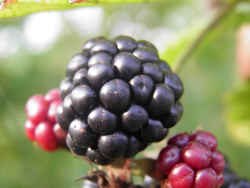 Blackberry - Alabama State Fruit