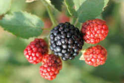 Blackberry - Alabama State Fruit