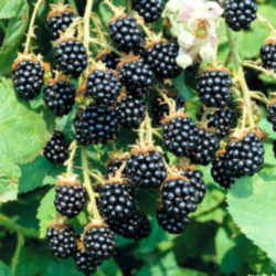 Blackberry: Kentucky State Fruit