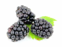 Blackberry: Kentucky State Fruit