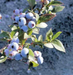 Blueberry: North Carolina State Blue Berry