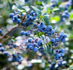 Blueberry: North Carolina State Blue Berry