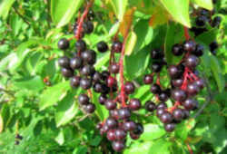 Chokecherry : North Dakota State Fruit