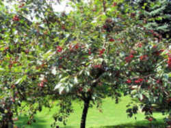 Chokecherry : North Dakota State Fruit