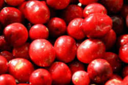 Cranberry: Massachusetts State Berry