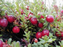 Cranberry: Massachusetts State Berry