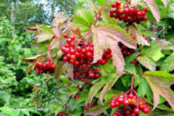 Cranberry: Massachusetts State Berry