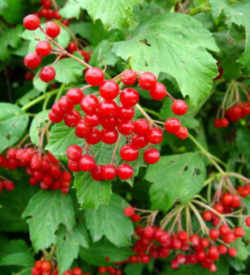 Cranberry: Wisconsin State Fruit