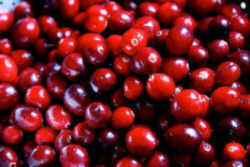 Cranberry: Wisconsin State Fruit