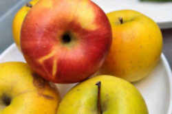 GoldRush Apple: Illinois State Fruit