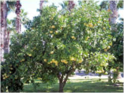 Texas Red Grapefruit: Texas State Fruit