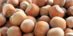 Hazelnut: Oregon State Nut
